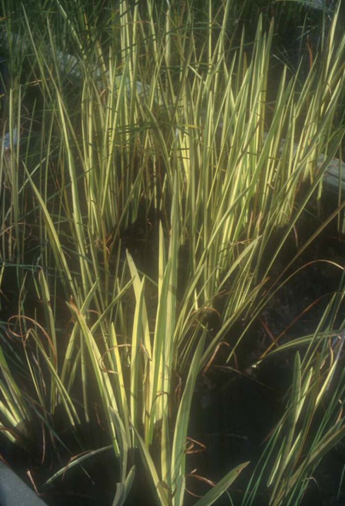 Plant photo of: Acorus calamus 'Variegatus'