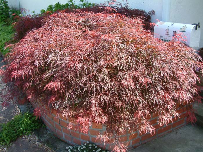 Plant photo of: Acer palmatum 'Dissectum Crimson Queen'