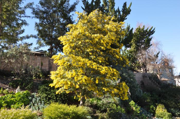 Plant photo of: Acacia baileyana