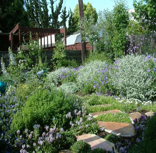Lawn to Garden: Solano Dream Garden