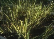 Acorus calamus 'Variegatus'