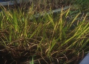 Acorus calamus