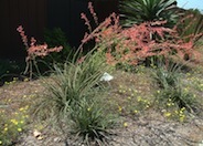 Hesperaloe parviflora