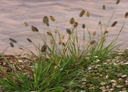 Pennisetum messiacum