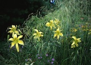 Deschampsia caespitosa