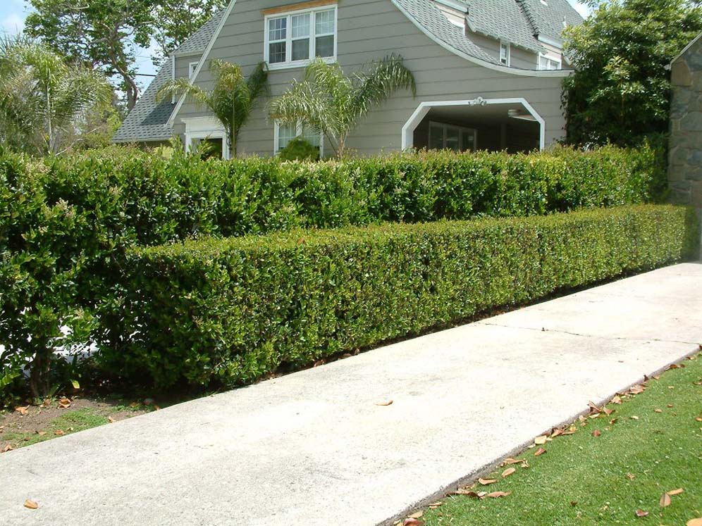 Hedges