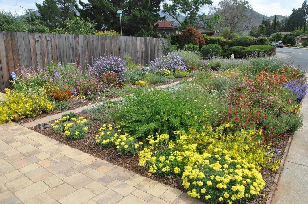 Native Color Garden B5
