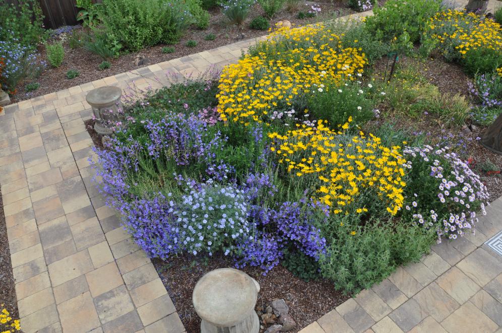 Native Color Garden C4