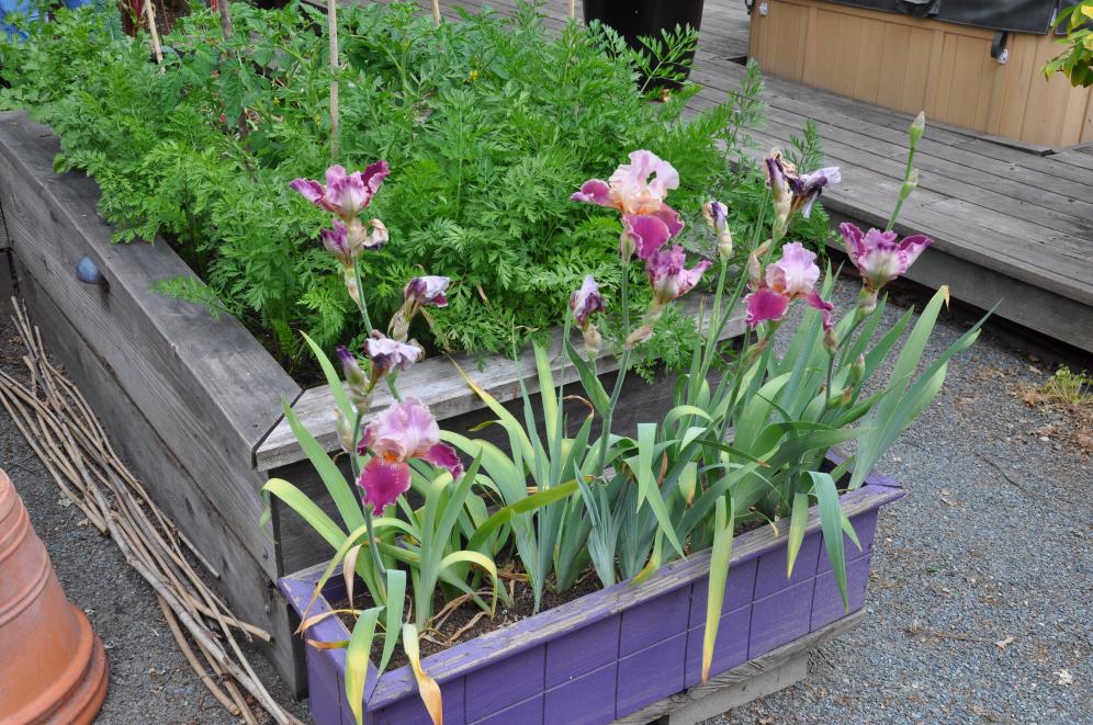 Hideaway Garden B11