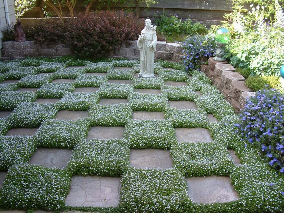 Checkerboard of Groundcover