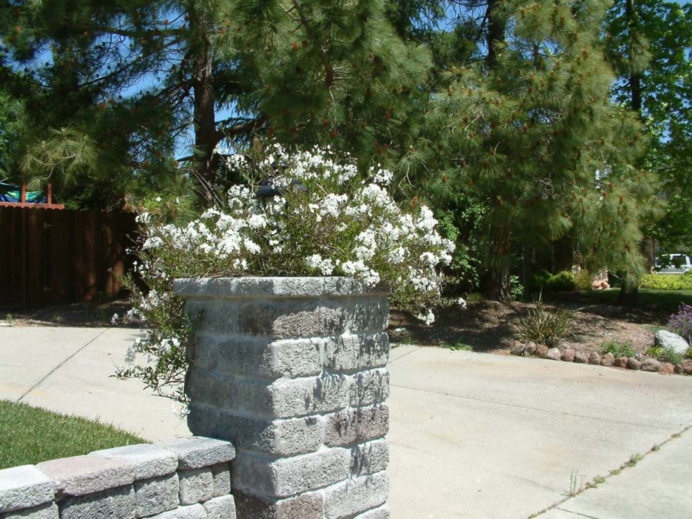 Flower-Topped Column