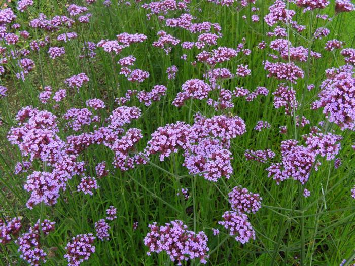 Plant photo of: Verbena bonariensis