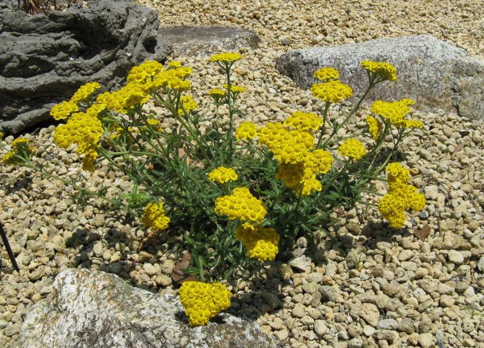 Woolly Yarrow