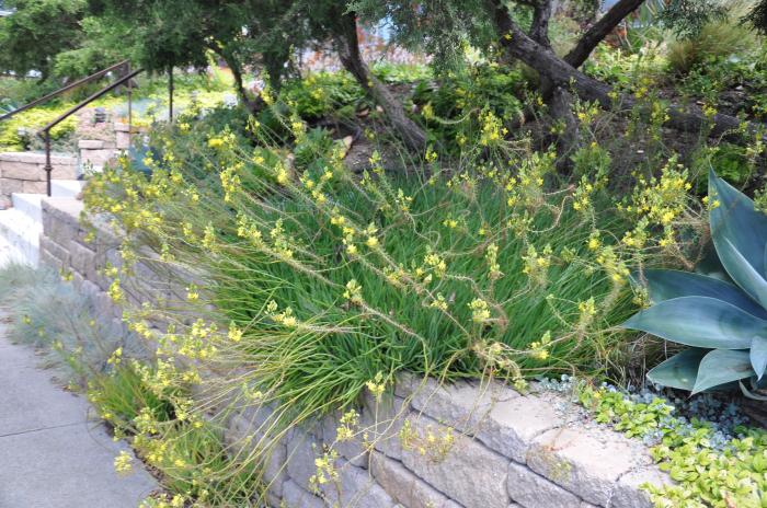 Plant photo of: Bulbine frutescens 'Yellow'