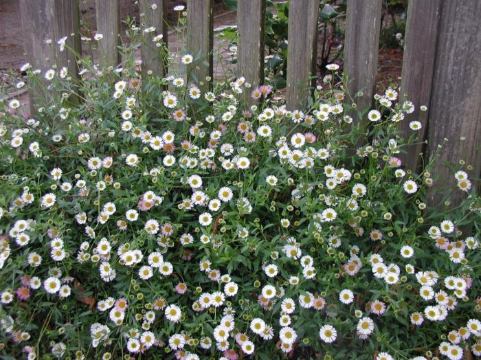 Santa Barbara Daisy