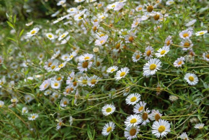 Plant photo of: Erigeron karvinskianus 'Profusion'