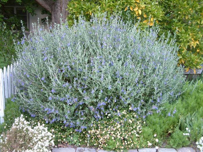 Leucophyllum frutescens 'Rain Cloud'