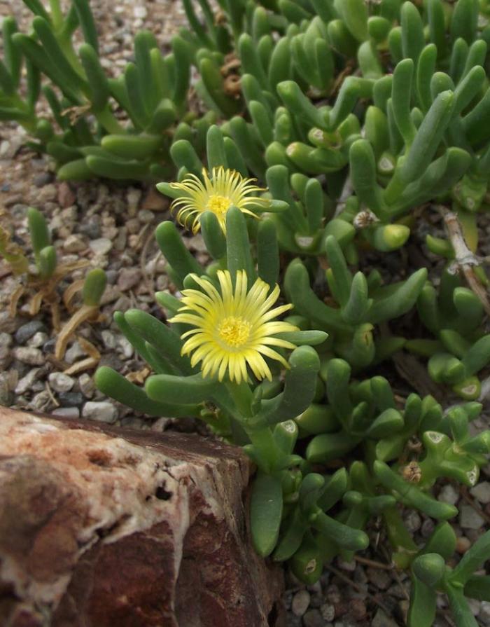 Plant photo of: Malephora lutea