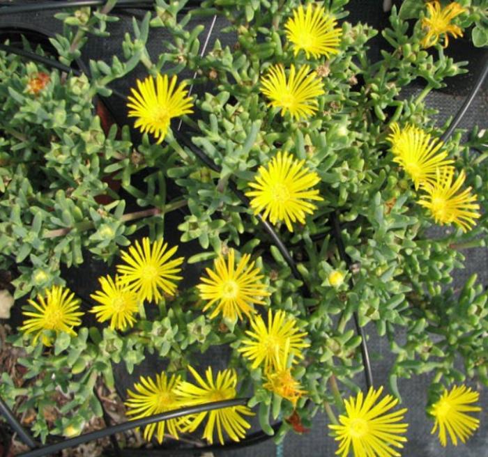Plant photo of: Malephora lutea