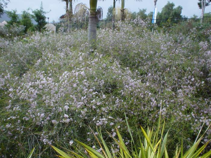 Plant photo of: Chamelaucium uncinatum