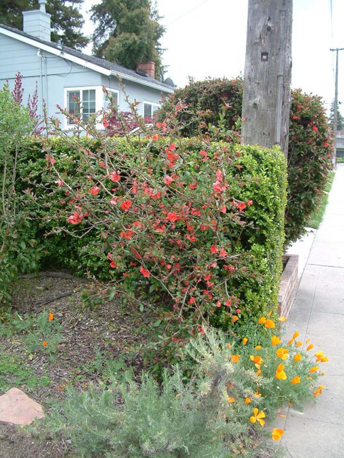 Chaenomeles japonica