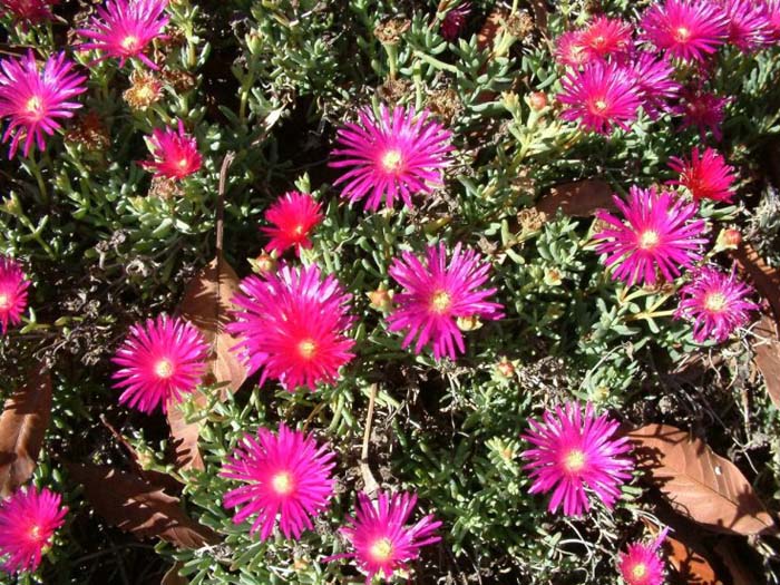 Plant photo of: Lampranthus spectabilis