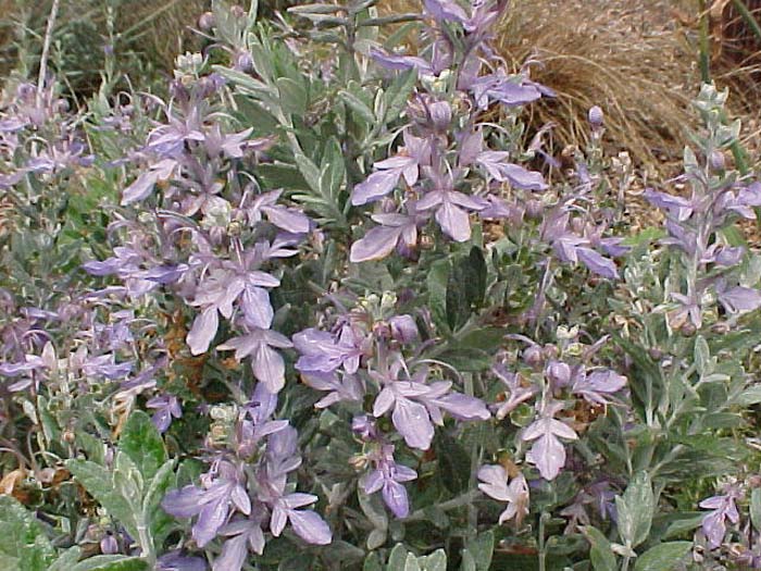 Plant photo of: Teucrium fruticans 'Azurea'