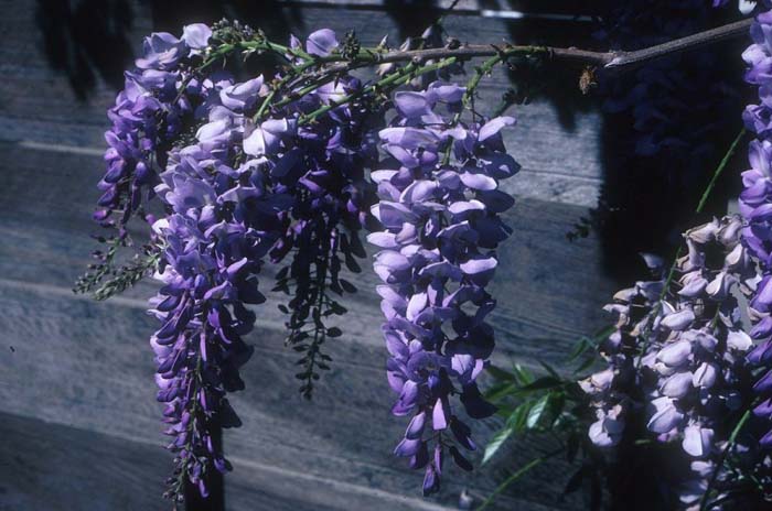 Chinese Wisteria