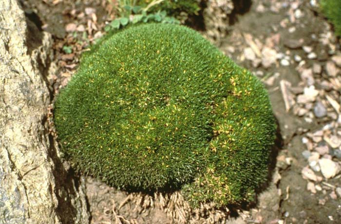 Sagina subulata