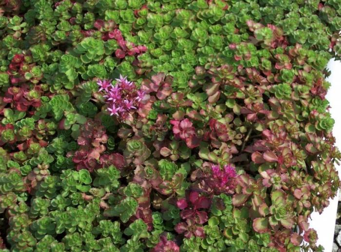 Plant photo of: Sedum spurium 'Dragon's Blood'