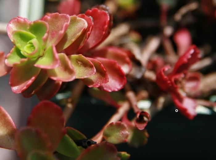 Plant photo of: Sedum spurium 'Dragon's Blood'