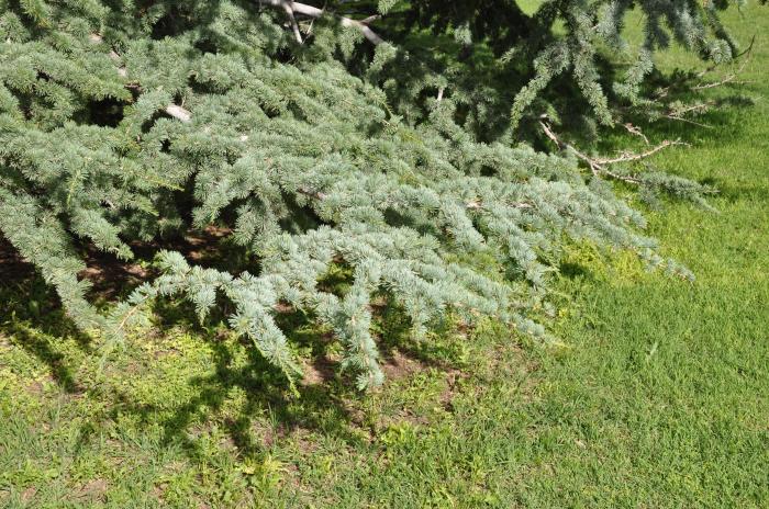 Plant photo of: Cedrus atlantica 'Glauca'