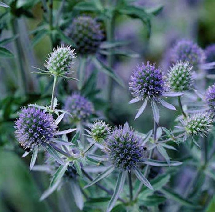 Plant photo of: Eryngium planum