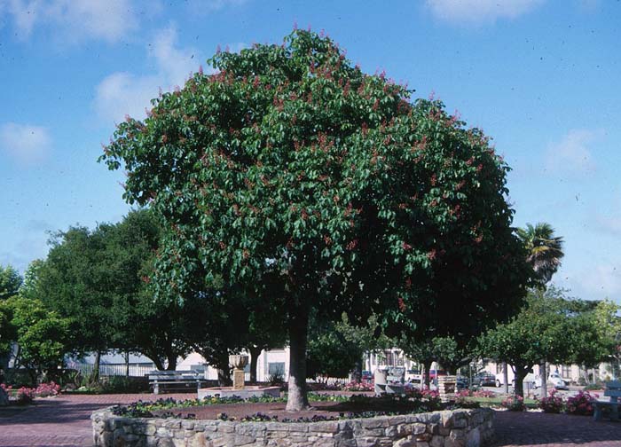 Plant photo of: Aesculus californica