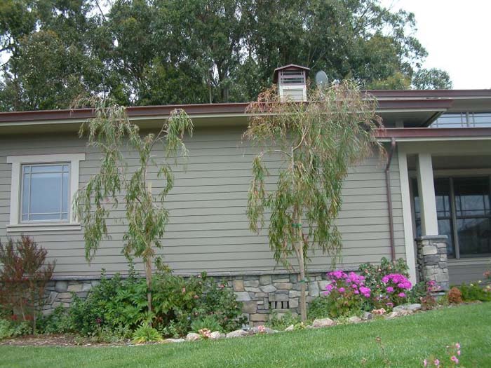 Plant photo of: Agonis flexuosa