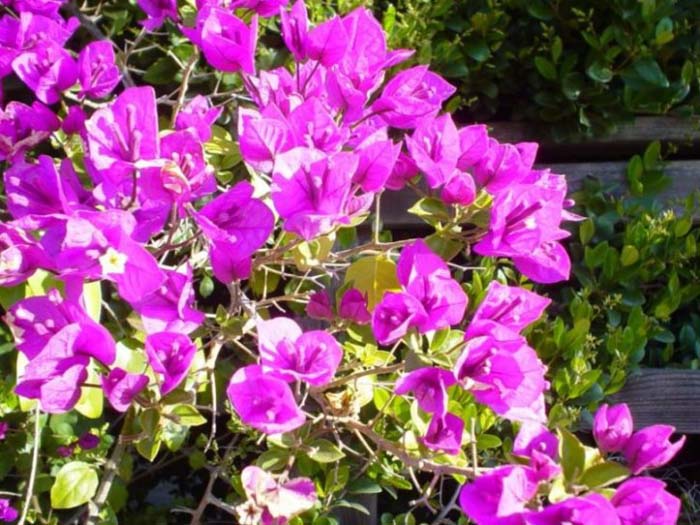 Plant photo of: Bougainvillea spectabilis cv.