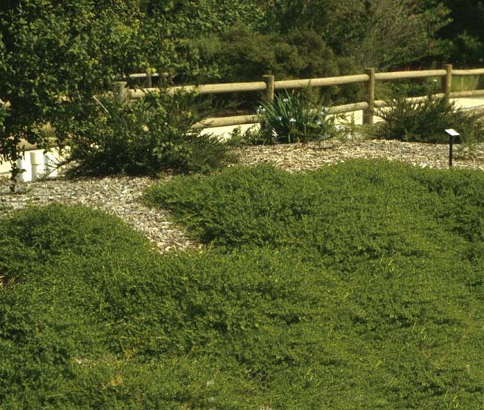 Coyote Bush Prostrate