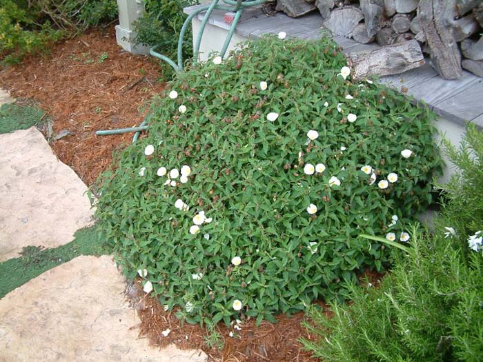 Plant photo of: Cistus salviifolius