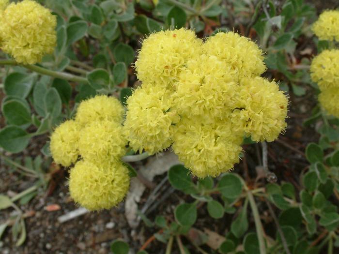 Plant photo of: Eriogonum crocatum