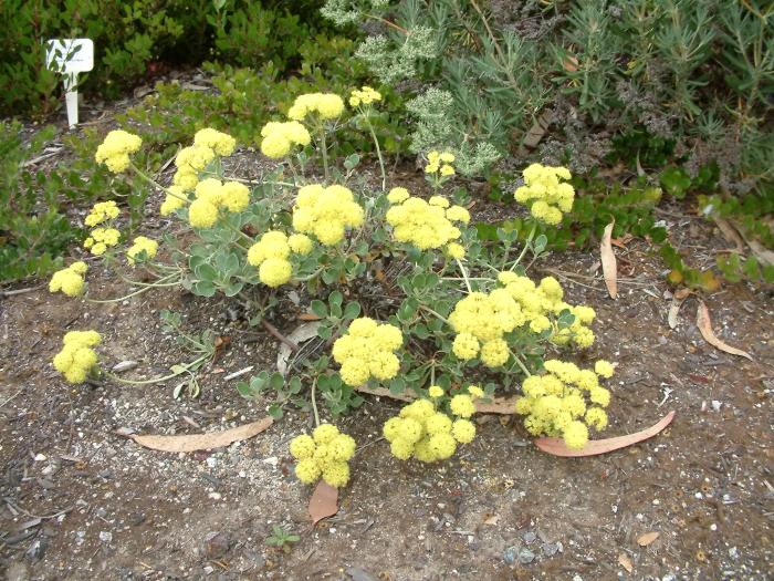 Plant photo of: Eriogonum crocatum