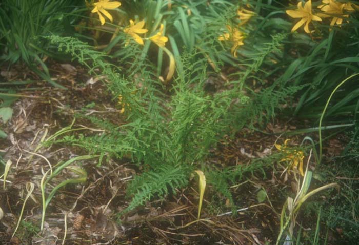 Athyrium filix-femina