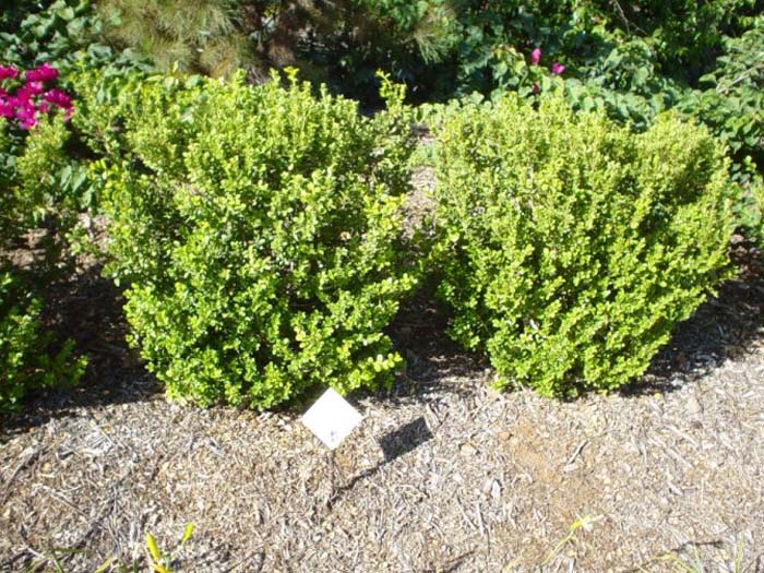 Buxus japonica