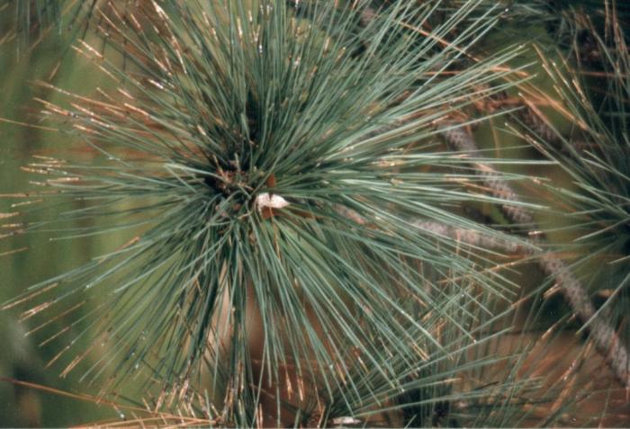 Plant photo of: Pinus coulteri