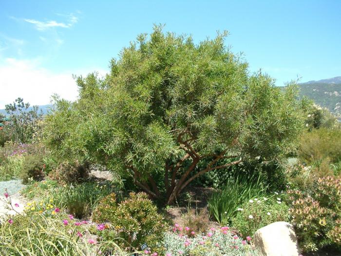 Rhus lancea