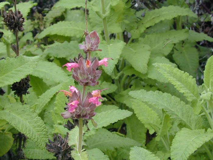 Hummingbird Sage, Pitcher Sage