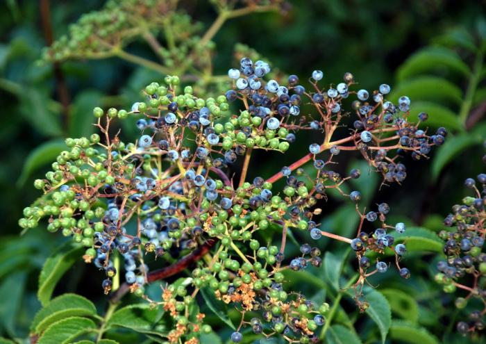 Plant photo of: Sambucus mexicana