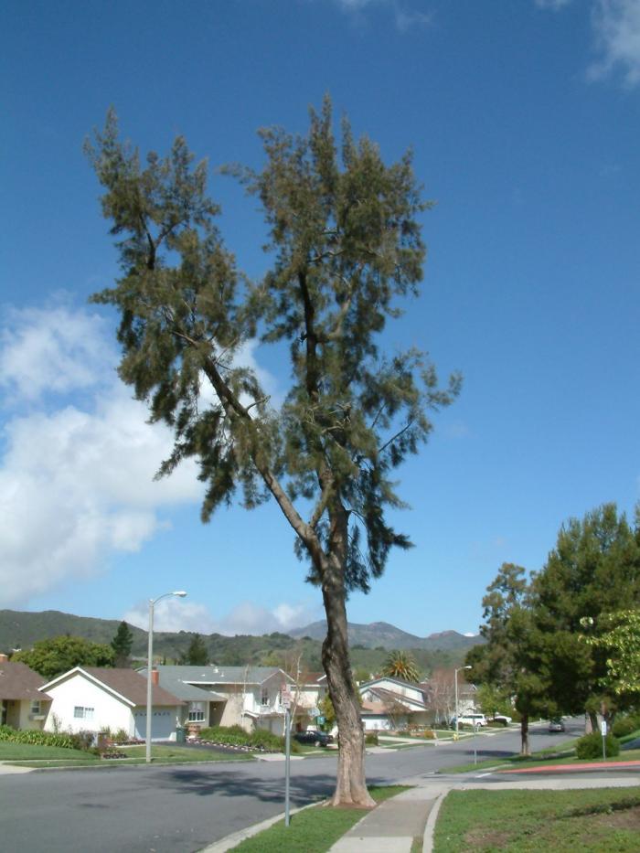 Plant photo of: Casuarina cunninghamiana