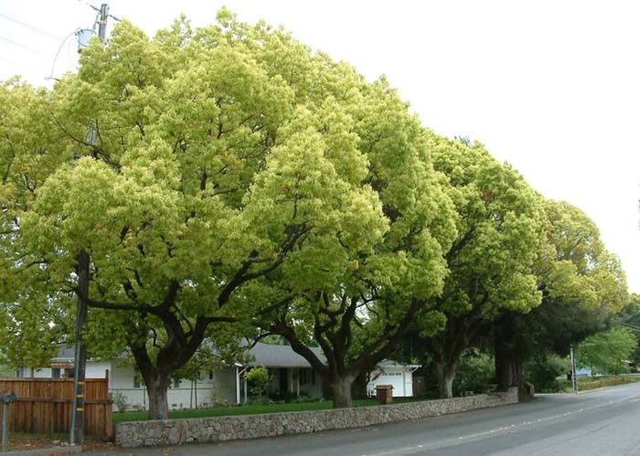 Plant photo of: Cinnamomum camphora