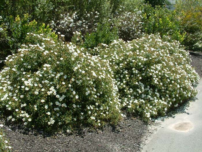 Plant photo of: Cistus hybridus