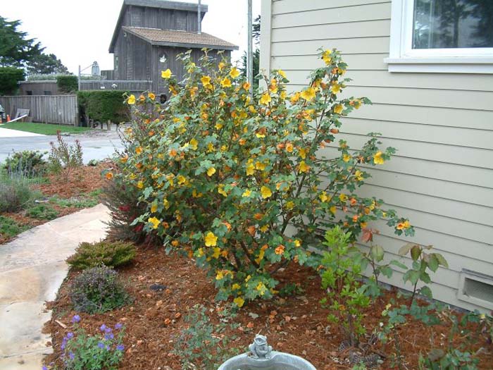 Fremontodendron 'California Glory'